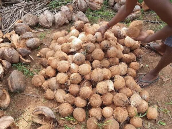 Coconut farm