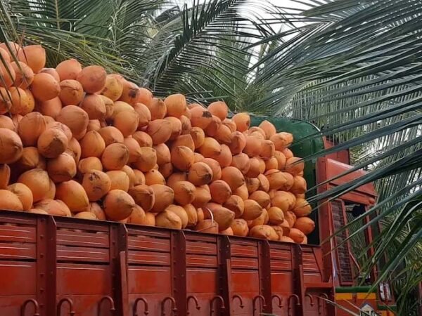 Coconut packing