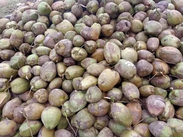 Coconuts on tree
