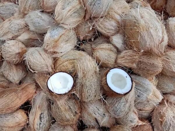 Coconut copra