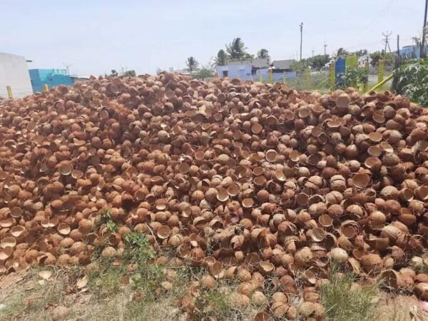 Coconut shells