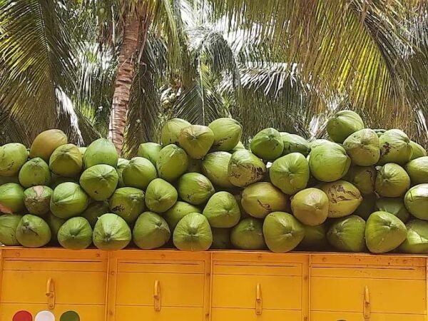 Export truck loading