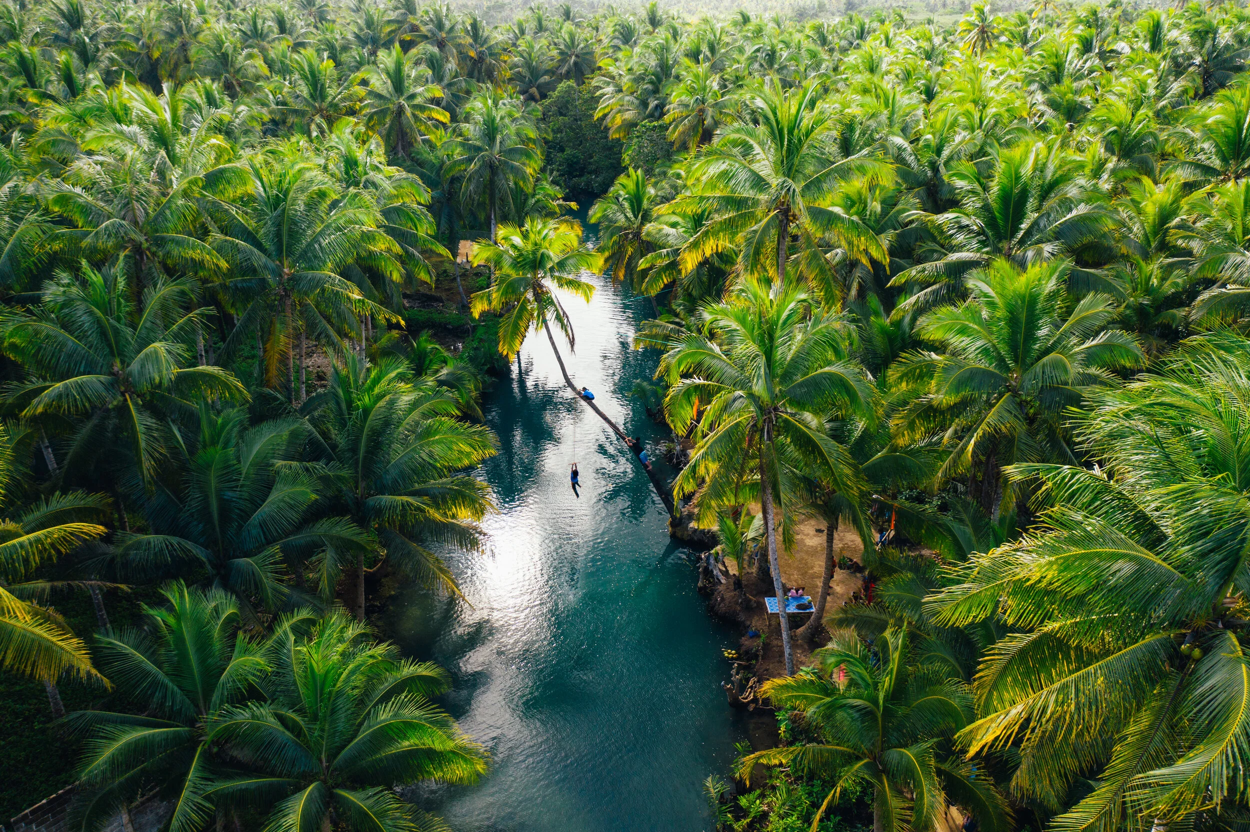 Saraswathi Traders coconut farm